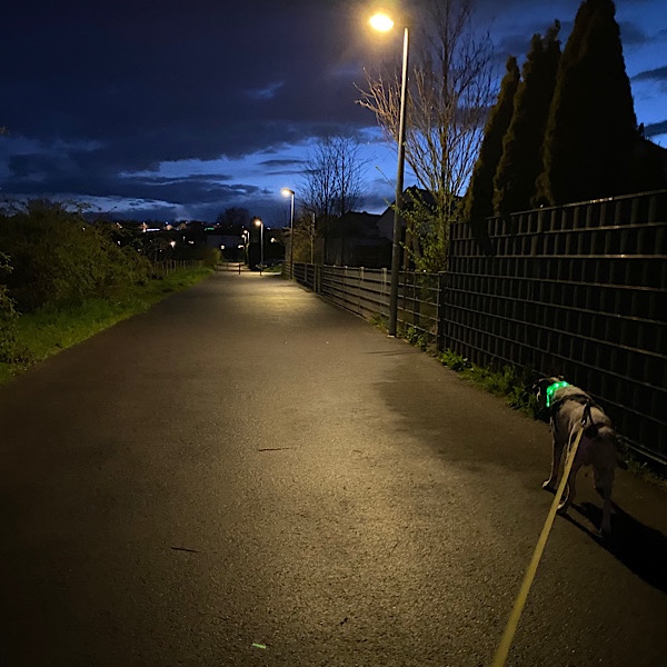Hund an Leine auf dunkler Straße