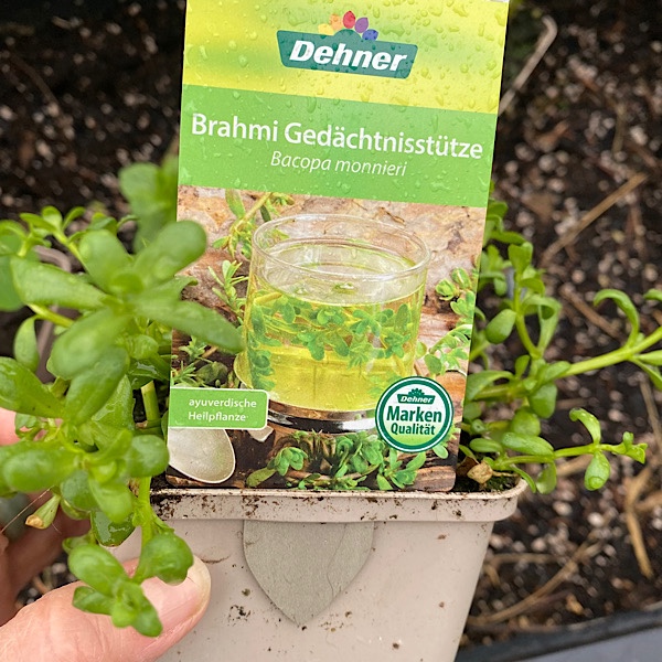 Brahmi-Pflanze in Pflanztopf von Dehner