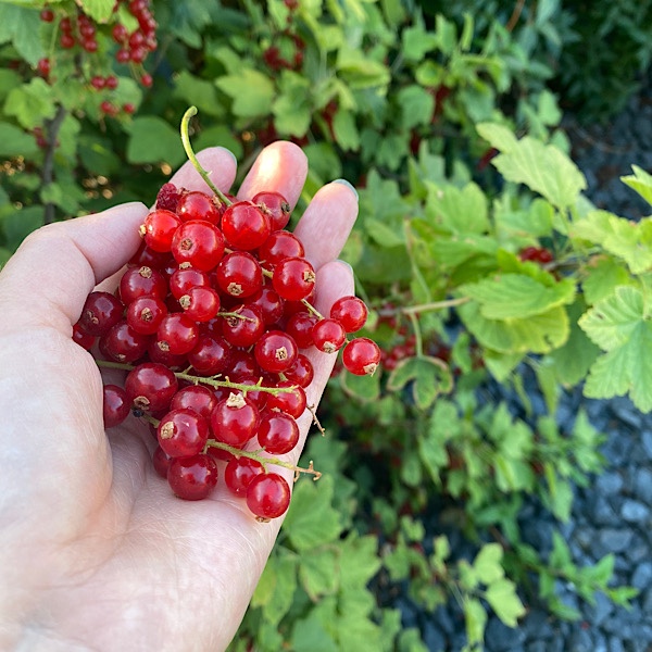 Hand voll Johannisbeeren