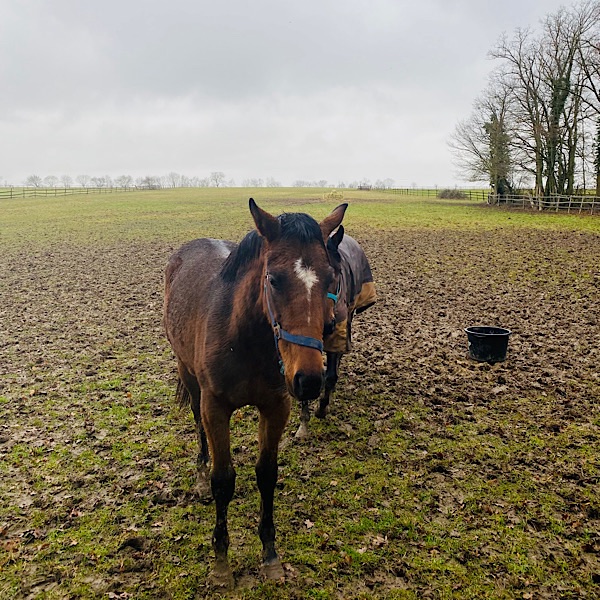 Ein Pferd auf der Weide im Nebel