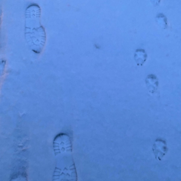 Fußspuren von Hund und Mensch im Schnee